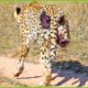 30 Tragic Moments! Leopards Were Seriously Injured When They Chose The Wrong Prey | Wild Animals