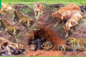 30 Tragic Moments! Lion Combines With Leopard Down To Warthog's Cave To Hunt | Wild Animals