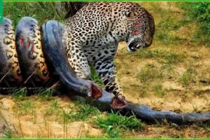 30 Tragic Moments! Painful Jaguar Fighting Vs Giant Python | Animal Fight