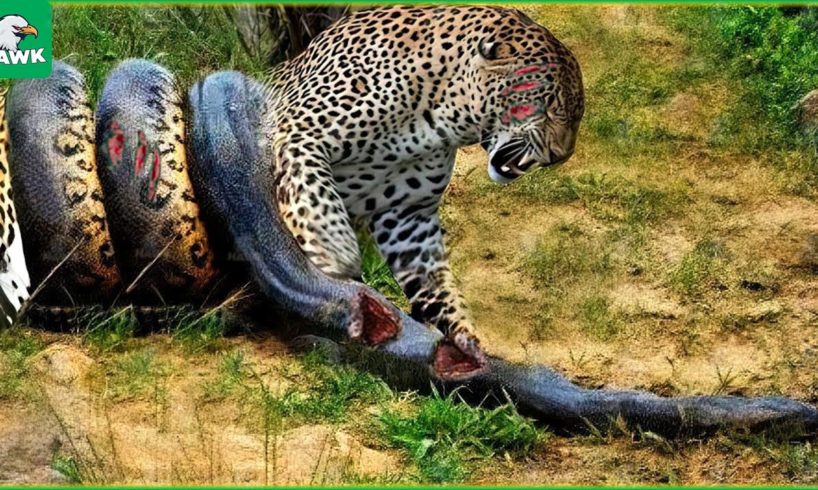 30 Tragic Moments! Painful Jaguar Fighting Vs Giant Python | Animal Fight