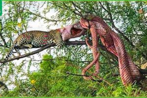 30 Tragic Moments! Python Swallows Leopard On Tree Branch, What Happens Next? | Wild Animals