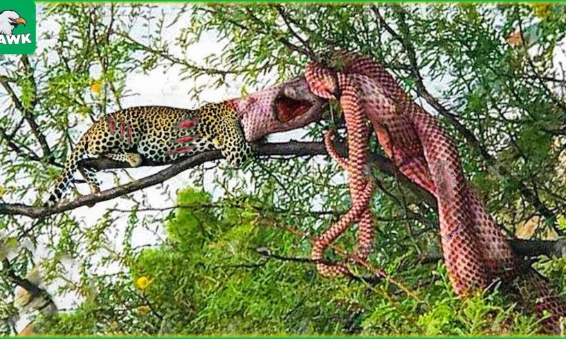 30 Tragic Moments! Python Swallows Leopard On Tree Branch, What Happens Next? | Wild Animals