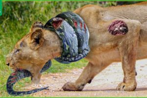 30 Tragic Moments! The Lion King Was Tormented By A Python  | Animal Fight