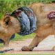 30 Tragic Moments! The Lion King Was Tormented By A Python  | Animal Fight