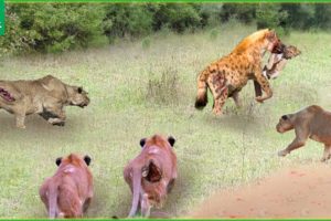 30 Tragic Moments! The Lion Rescued His Cub From The Hyena | Animal Fight
