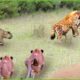 30 Tragic Moments! The Lion Rescued His Cub From The Hyena | Animal Fight