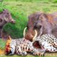 30 Tragic Moments! Warthogs Fought Leopards To Survive In A Terrification | Animal Fight