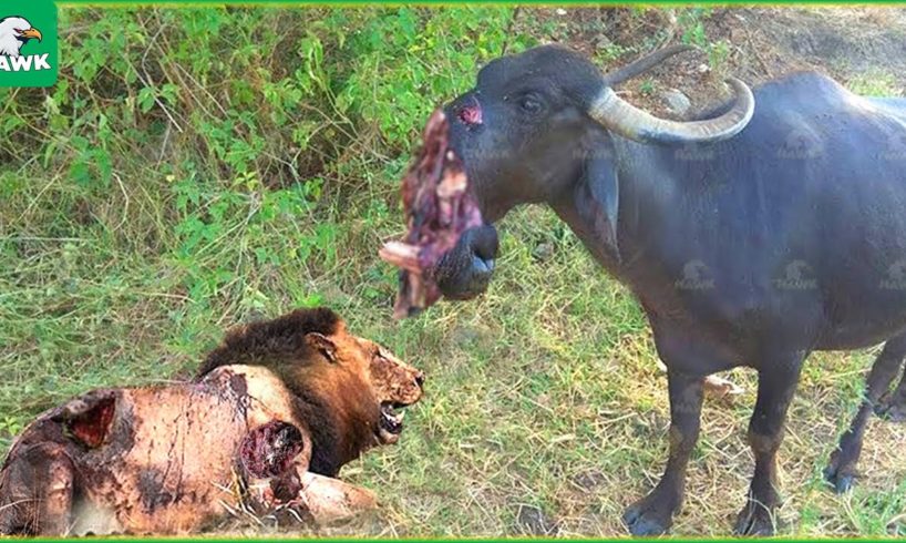 30 Tragics Moments Buffalo Injured By Animal Fight | wild Animals