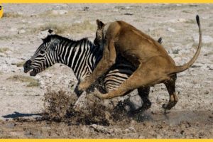 35 Fighting Moments Between Powerful Animals Caught On Camera What Happen Next? Animal Fights