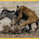 35 Fighting Moments Between Powerful Animals Caught On Camera What Happen Next? Animal Fights