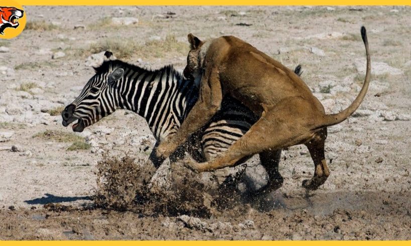 35 Fighting Moments Between Powerful Animals Caught On Camera What Happen Next? Animal Fights