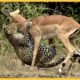 35 Final Battles When Python Is Impaled By The Impala's Sharp Horns | Animal Fights