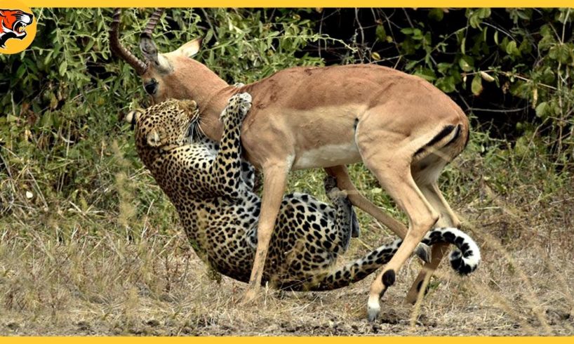 35 Final Battles When Python Is Impaled By The Impala's Sharp Horns | Animal Fights