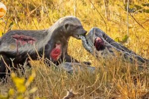 40 Moments Of Honey Badger Fighting With An Injured Python, What Happened Next? | Animal Fight