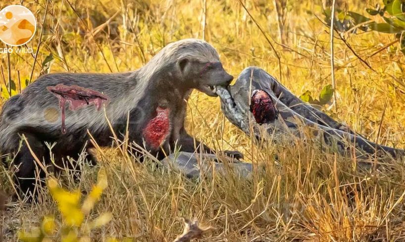 40 Moments Of Honey Badger Fighting With An Injured Python, What Happened Next? | Animal Fight