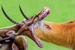 45 Moments Stupid Python Tried To Take Impala's Horn And What Happened? | Animal Attack