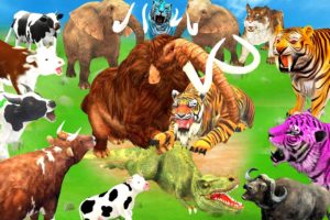 5 Giant Tiger Vs Zombie Dinosaur Chase Fight 5 Cow Cartoon Buffalo Saved by Woolly Mammoth Vs Tiger