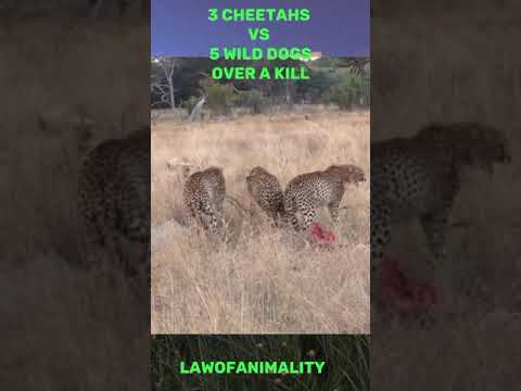 5 Wild Dogs vs 3 Cheetahs - Fight over a kill #wildlife #animals #shorts