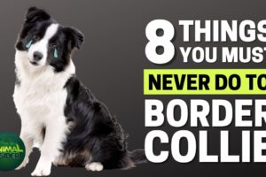 8 Things You Must Never Do to Your Border Collie