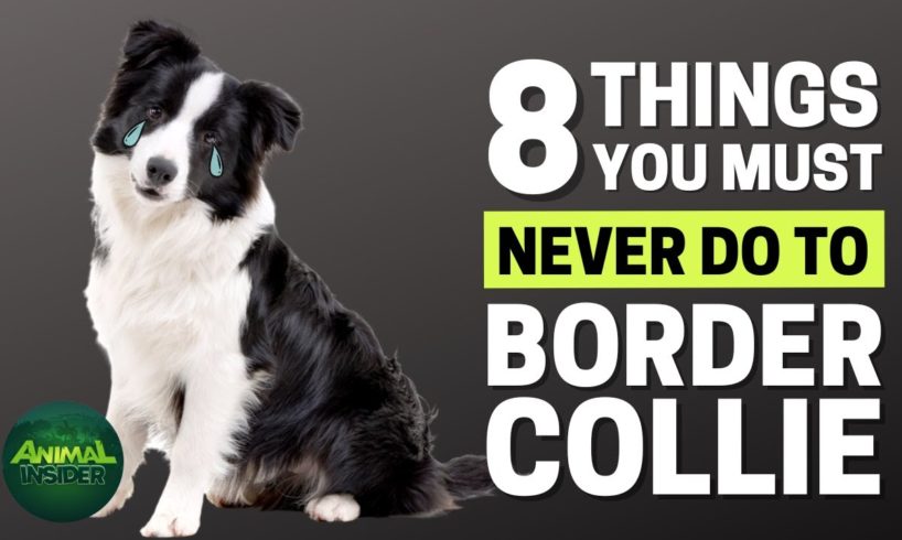 8 Things You Must Never Do to Your Border Collie