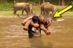 A Man Rescues Drowning Baby Elephant. Then the Herd Surprises Everyone with an Unexpected Response