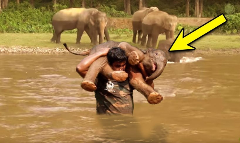 A Man Rescues Drowning Baby Elephant. Then the Herd Surprises Everyone with an Unexpected Response