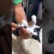 A rescued kitten tried to escape in veterinary clinic... #shorts