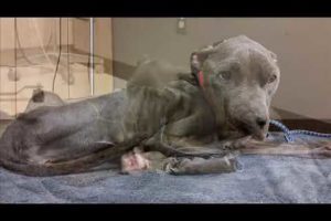 ABANDONNED IN LOCKED BASEMENT  AND BROKEN. SEE HER TRANSFORM #ANIMAL RESCUE, #TRANSFORMATION,#dog