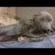 ABANDONNED IN LOCKED BASEMENT  AND BROKEN. SEE HER TRANSFORM #ANIMAL RESCUE, #TRANSFORMATION,#dog