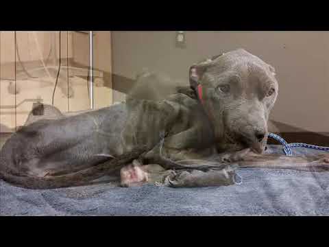 ABANDONNED IN LOCKED BASEMENT  AND BROKEN. SEE HER TRANSFORM #ANIMAL RESCUE, #TRANSFORMATION,#dog