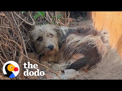 Abandoned Dog Learns To Trust Again After Making A Special Friend | The Dodo