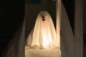 Adorable Puppies Dressed Like Ghosts Haunt House! #Halloween #Dogs #Shorts