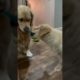 Adorable Puppy Couple Fights Over Bone!