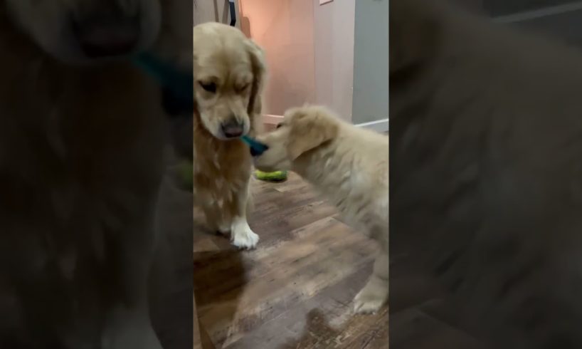 Adorable Puppy Couple Fights Over Bone!