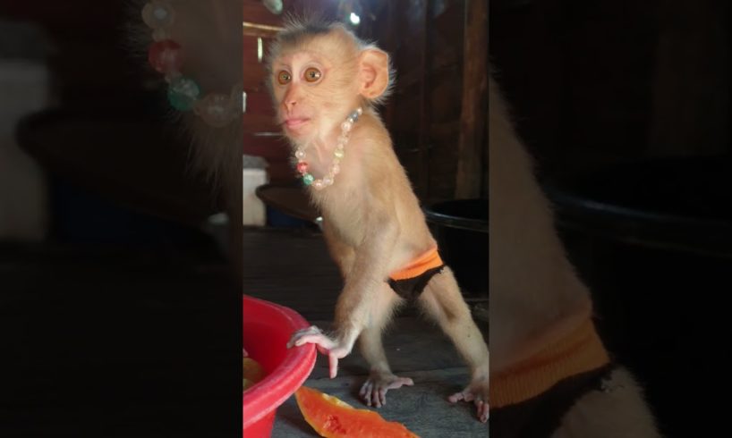 Adorable baby playing #shortsvideo #youtubeshorts #viral  #shorts #monkeyvideo #monkeys#animals