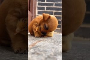 Adorable friendship between Tugou #puppy and a little duck. #dog #cutepuppy #puppies #shorts #short