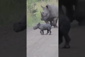 African Elephant vs White Rhino Fight By Wild Battles
