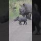 African Elephant vs White Rhino Fight By Wild Battles