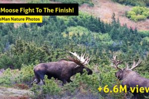 Alaska Bull Moose Fight To The Finish!