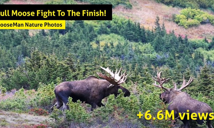 Alaska Bull Moose Fight To The Finish!