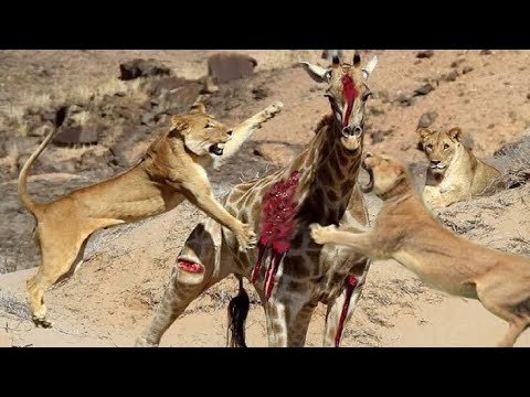 Animal Fights in The Animal Kingdom 2023 The Animal Planet