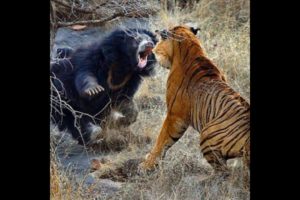 Animal facts | animal fight  #shorts #trending #viral