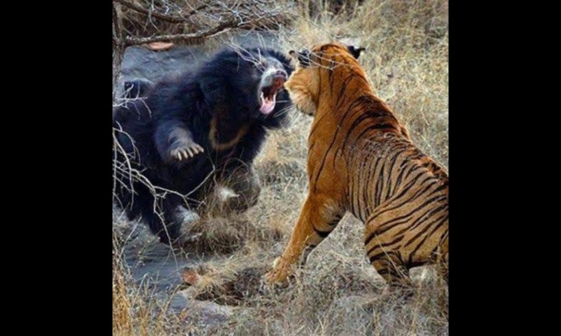 Animal facts | animal fight  #shorts #trending #viral