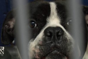 Animal shelters at capacity as more people give up pets