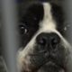 Animal shelters at capacity as more people give up pets
