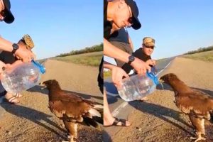 Animals That Asked People for Help Kindness Videos That Restored Faith in Humanity