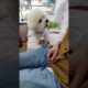 Animals funny videos | Jerry | 106 | #animals #animalsfunny #shorts