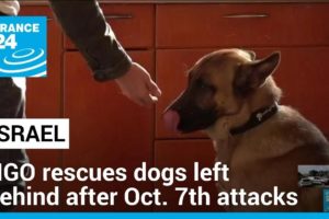 Animals victims of the war: NGO in Israel rescues dogs left behind after Oct. 7th attacks