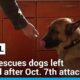 Animals victims of the war: NGO in Israel rescues dogs left behind after Oct. 7th attacks