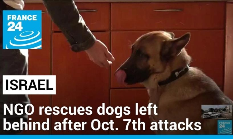Animals victims of the war: NGO in Israel rescues dogs left behind after Oct. 7th attacks